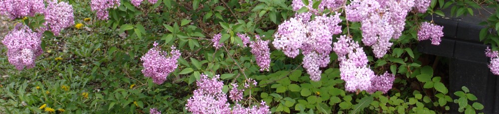 Qualitative Research in Education